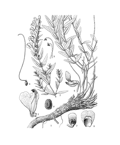 Natural compounds from  Scutellaria baicalensis
